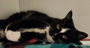 Black and white cat laying down