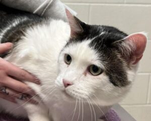 Odin the cat receiving health assessment