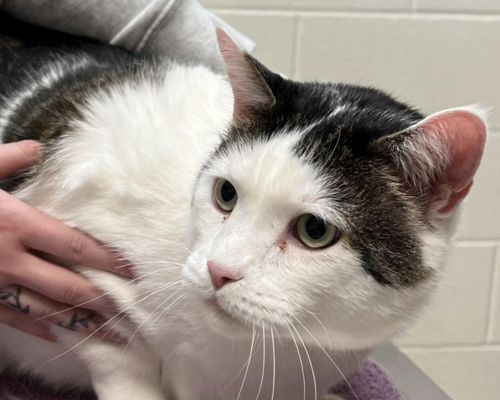 Odin the cat receiving a health assessment