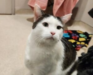Odin the black and white cat