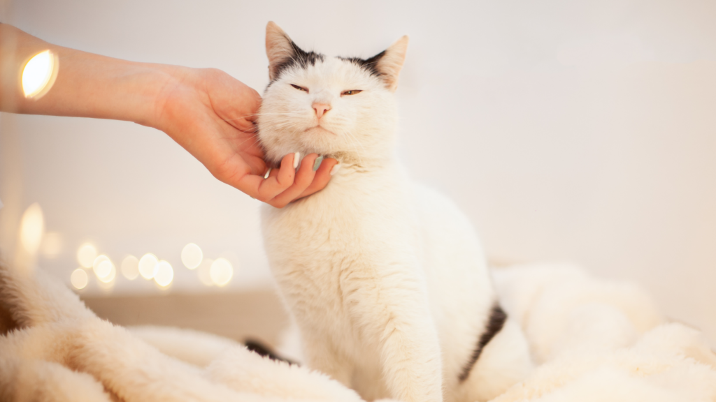 Cat sits on fluffy blanket with eyes closed. While a lady's arm reaches in and gives the cat a chin rub. 