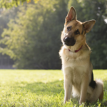 June is National Microchip Month!