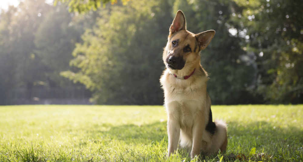 June is National Microchip Month! Microchip for Peace of Mind.