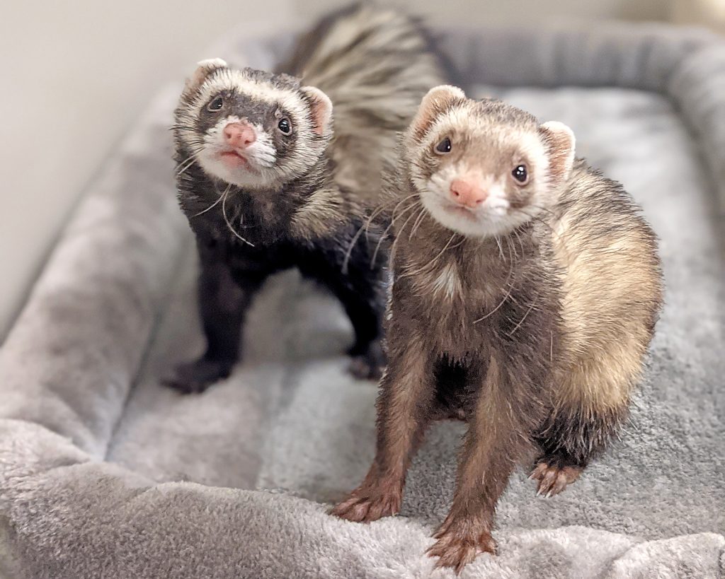 A pair of cute ferrets - education critters