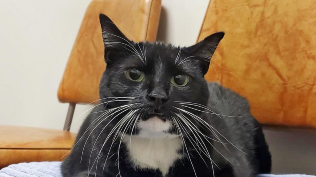 Black cat with white chin, chest, and toes sit on a tan leather chair.