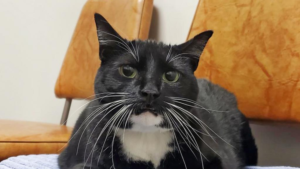 Black cat with white chin, chest, and toes sit on a tan leather chair.