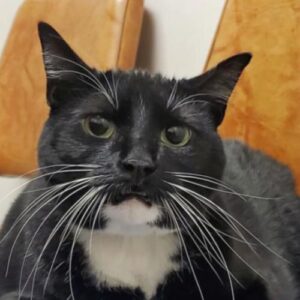 Shelter cat Mitts sits on a chair in her new home.