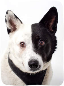 white heeler with black mask looking alert