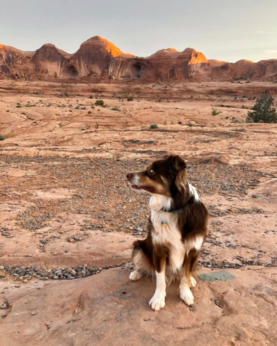 Ollie the Australian Shepherd sits in the Utah desert with round red rock cliffs behind him. 