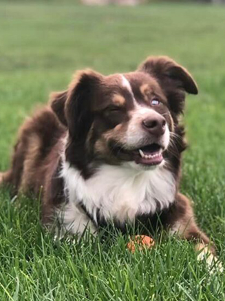 Wiggling into a Heart and a Home: Ollie’s Story