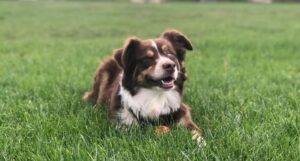 Ollie's story: the brown and tan Australian shepherd sits in a green grass field.