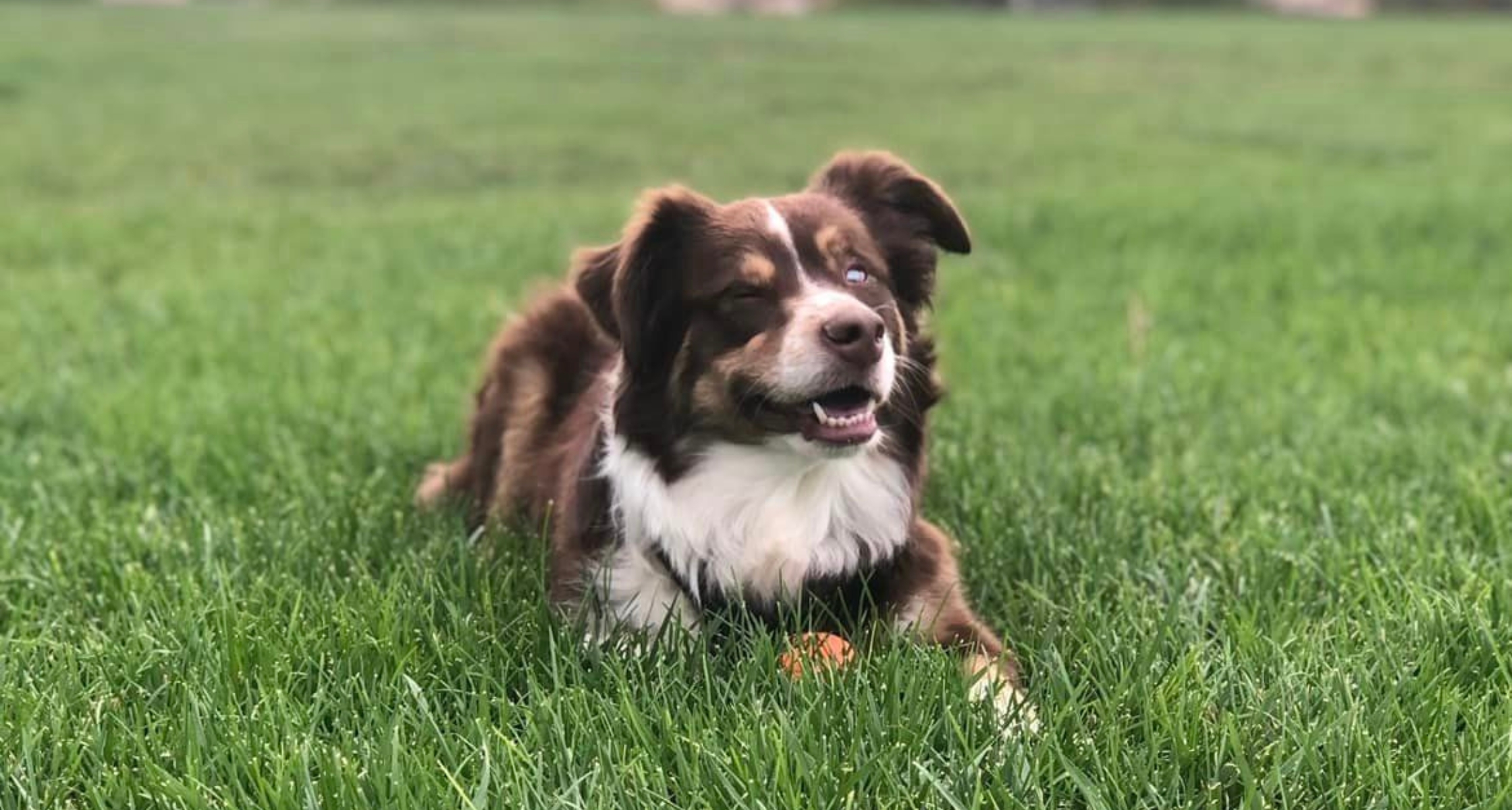 5 Things to Know About Border Collies - Petful