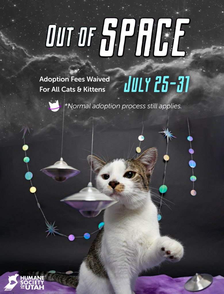 cat adoption special ad