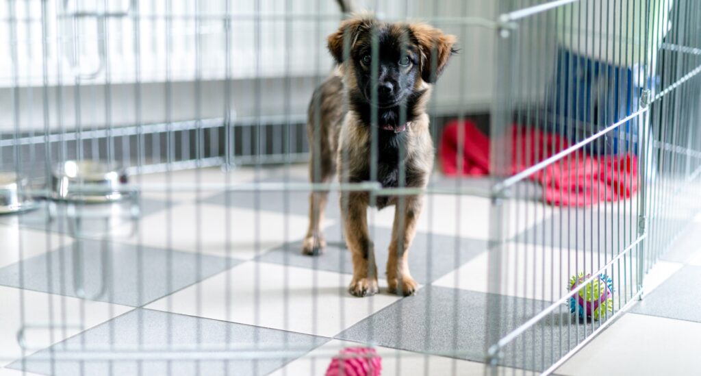 Puppy management: a puppy stands in an exercise pen on a tile floor with dog toys. 