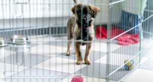 Puppy management: a puppy stands in an exercise pen on a tile floor with dog toys.