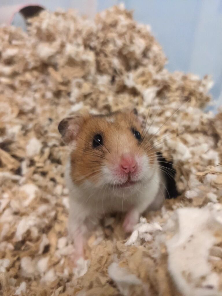 hamster