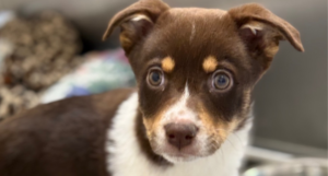 Brown and tan puppy looking forward