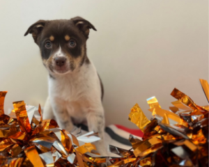 Brown and tan puppy looking forward