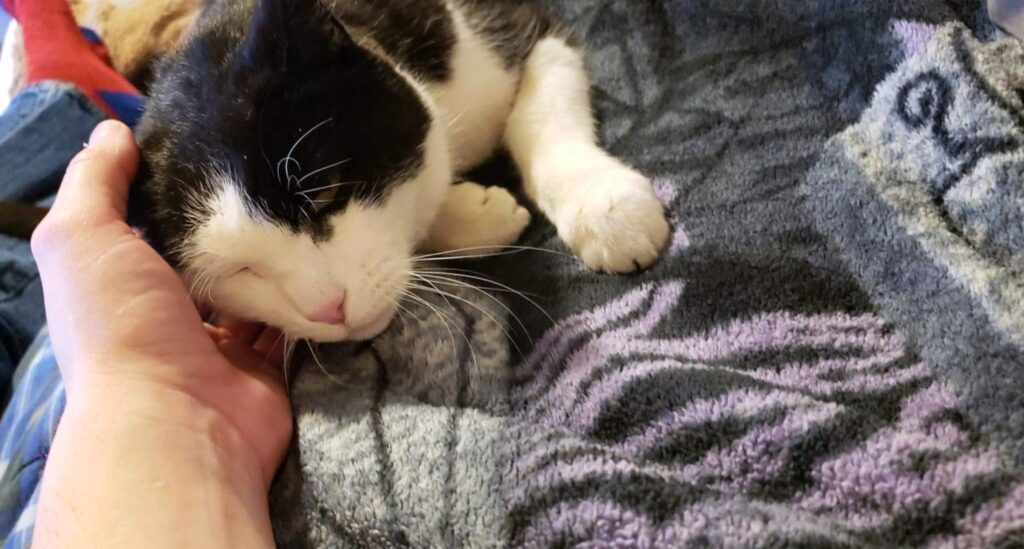 Mr Patches laying on a blanket gets pets from owner Tom. 