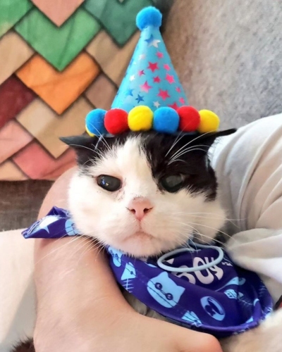 Black and white senior cat celebrates 20th birthday by wearing a blue party hat.