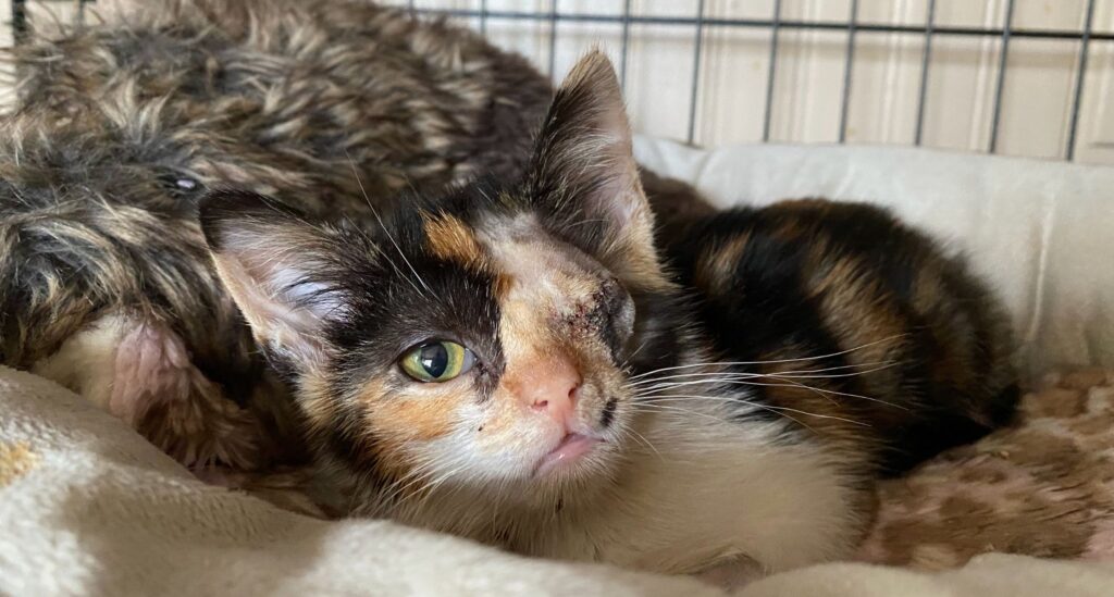 Pebbles an itty bitty one-eyed calico kitten cuddles a stuffed animal. 