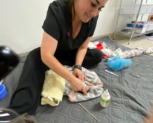 St. George Clinic staff sits with Pebbles after her surgery. 