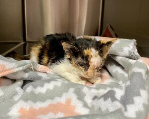 Pebbles sits in a kennel on a pink and grey blanket.