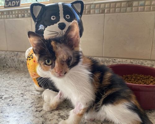 Pebbles sits on the counter in the St. George Clinic for her check up after surgery. 