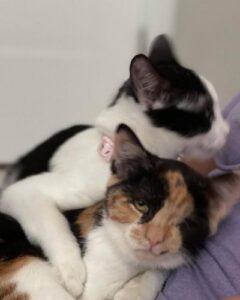 Pebbles cuddles with her adopted sister cat, Polly.