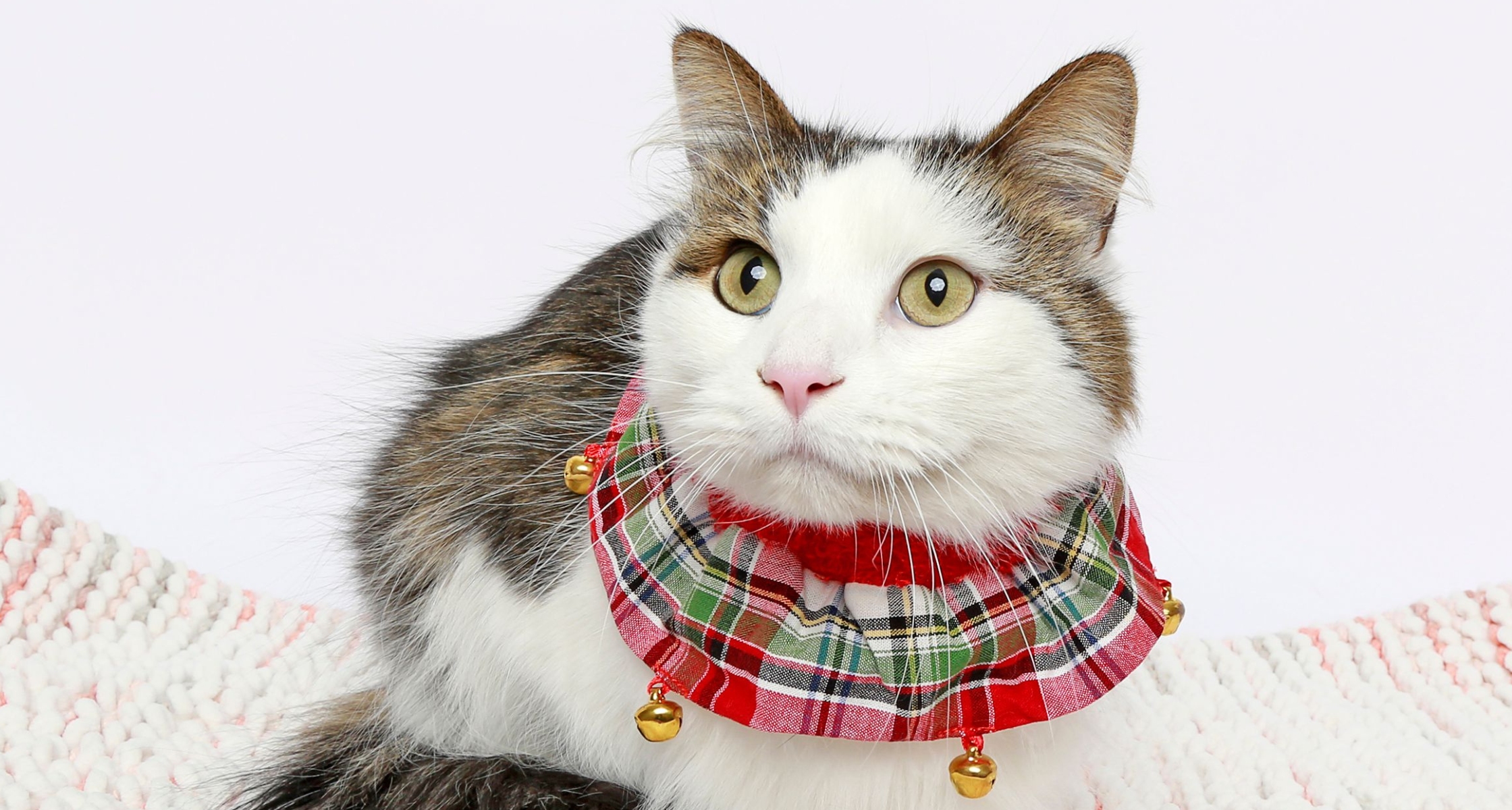 The Truth About Adopted Pets as Gifts: Myths vs. Reality