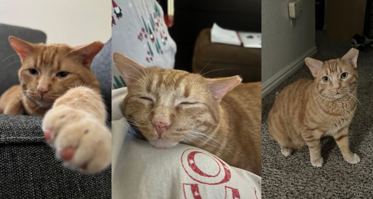 Three photos of an orange cat