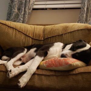 Shelter dog Poe sleeps on a tan colored couch, resting his head on a pillow after being adopted.