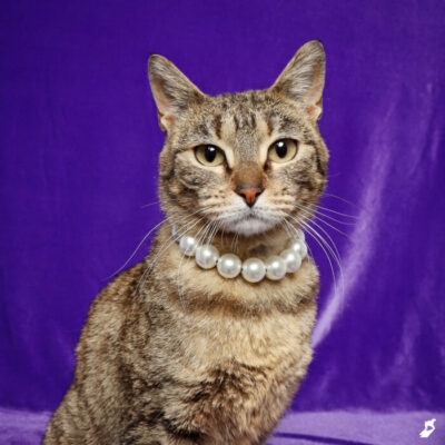 'Cat Logic' Behavior and Training Class