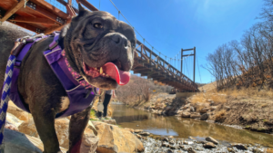 Black bulldog in purple harness stands on rocky stream bed.