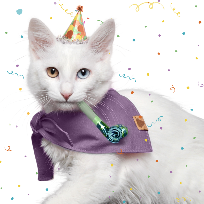 cat in a party hat