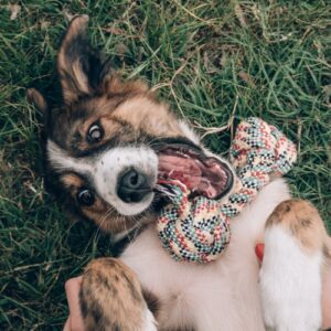Brindle and white fluffy puppy lays in grass on back while holding a rainbow rope toy on chest.