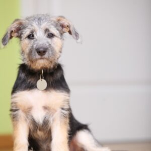 Scruffy puppy sits on floor with door behind them.