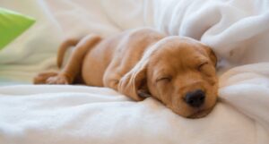 Tan puppy sleeps on white blanket.