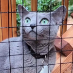 Grey cat with green eyes in a catio