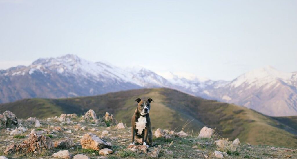 Adventure Dog Rainey sits atop a rocky mountain peak with snow capped mountains in the background.