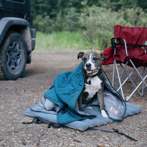 Adventure Dog Rainey sits on a bed wrapped in a blanket next to a jeep and camp chair.