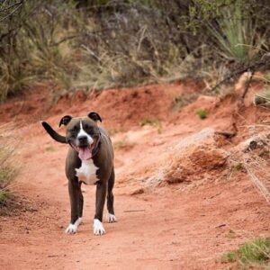 Rainey a gray and white bully breed stands on a sandy red trail wagging her tail.