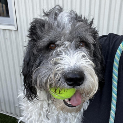 Grey and white doodle dog Richard plays in yard with a tennis ball in his mouth. 