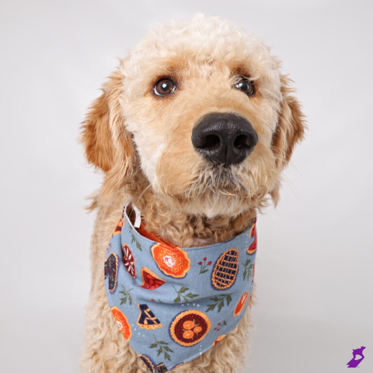 A young male "GoldenDoodle" wearing a thanksgiving theme bandana