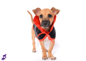 Roo, a chihuahua wearing a vampire cape