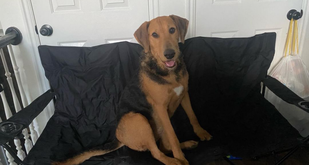 A brown and black dog sits in a camping chair inside of the right home for her.