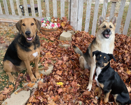 A brown and black dog sits outside in the fall leaves along with a cream dog and a black dog in the right home for them.