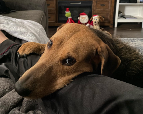 A brown and black dog lays on her human's lap and looks directly into the camera in the right home for her.