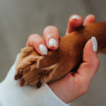 Woman's hand holding red dog paw.