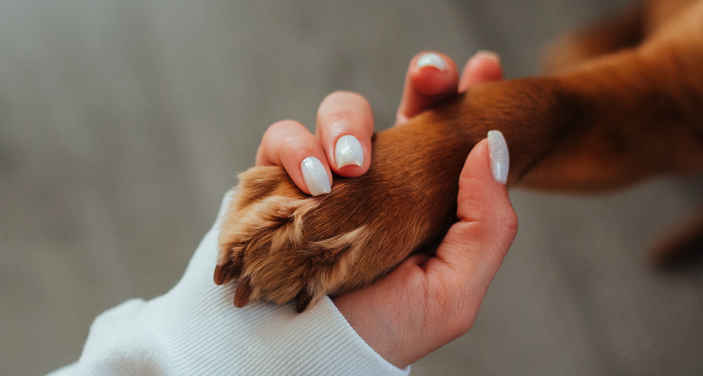 When It’s Time to Say Goodbye: A Compassionate Guide to Humane Euthanasia